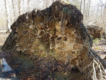 Close-up of tree trunk