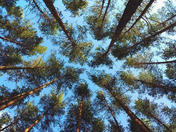 Low angle view of trees in forest against sky