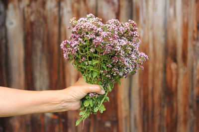 Close-up of hand holding purple flowering plant