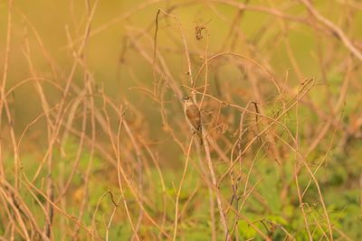 Close-up of grass on field