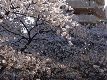 Flowers growing on tree