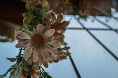 Close-up of flowering plant