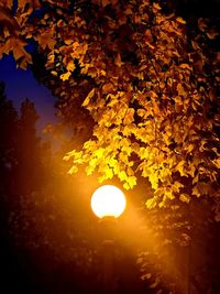 Low angle view of illuminated tree against sky during autumn