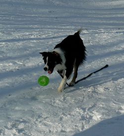 Dog playing with ball in snow