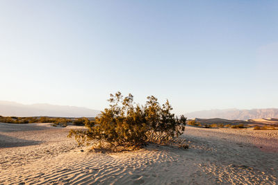 Bush in mojave desert against sky