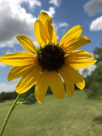 Close-up of fresh yellow flower against sky