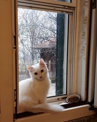 Portrait of cat sitting by window