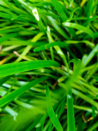 Full frame shot of green grass