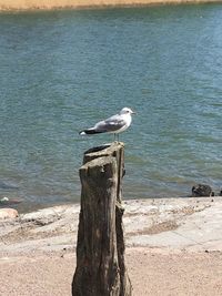 Bird perching on wooden post by sea