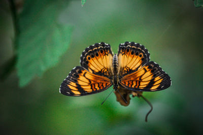 Close-up of butterfly on flower