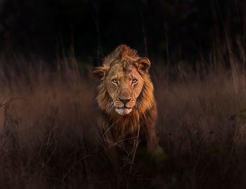 In a remote national park in zambia, lives this beautiful male lion. standing strong and proud.