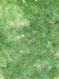 High angle view of grass on field