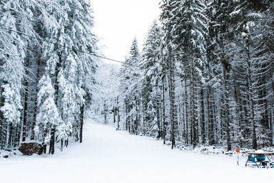 Trees on snow covered landscape