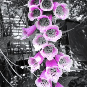 Close-up of pink flower