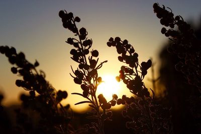 Close-up of silhouette plants against sky during sunset