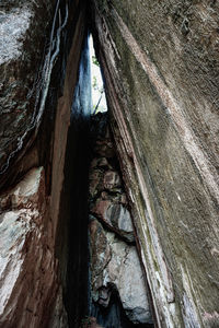 Low angle view of tree trunk