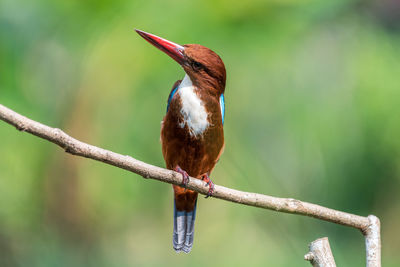 Close-up of bird perching on branch