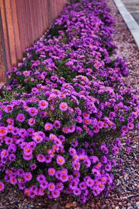 Close-up of pink flowers