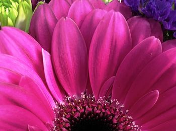 Close-up of pink flower blooming outdoors