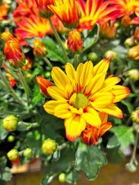 Close-up of yellow flowering plant