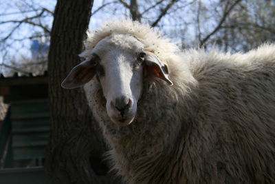 Close-up portrait of white horse