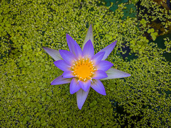 High angle view of purple flower