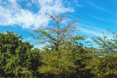 Low angle view of trees in forest against blue sky