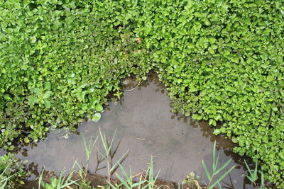 High angle view of wet plants on field