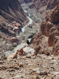 A black bird looking down a city in a canyon