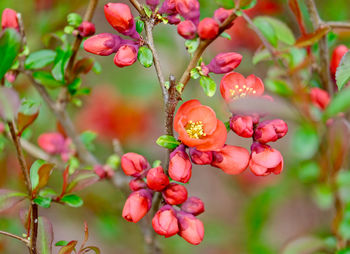 Close-up of berries growing on tree