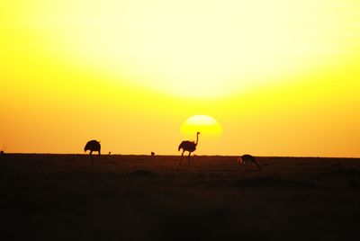 Scenic view of silhouette field against sky during sunset