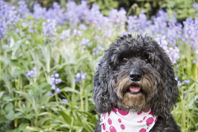 Close-up portrait of a dog