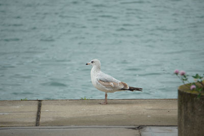 Seagull perching on railing against sea