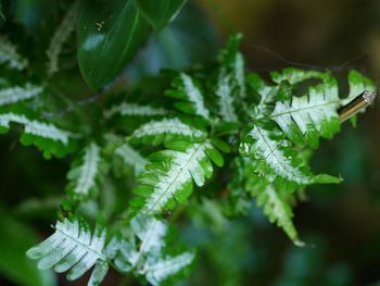 Close-up of fresh green leaves