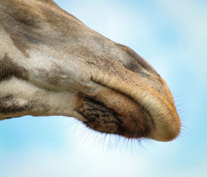 Close-up of animal eye against sky