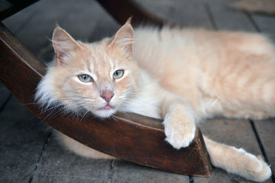 Portrait of cat lying down