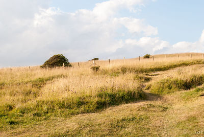 Scenic view of field against sky