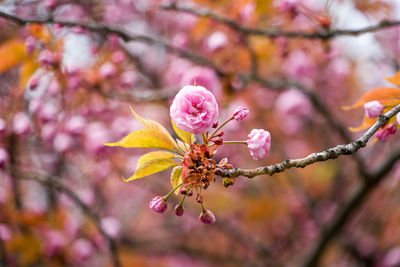 Close-up of pink cherry blossom