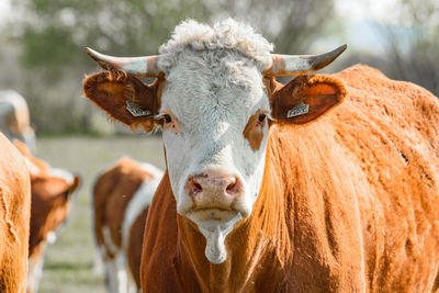 Portrait of cow