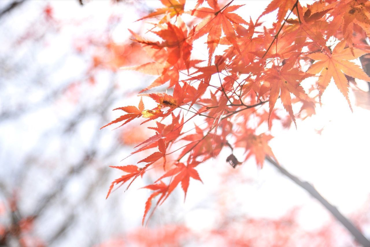 CLOSE-UP OF MAPLE TREE