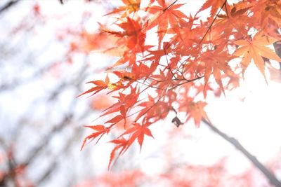 Close-up of maple leaves on tree