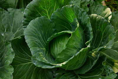 Full frame shot of fresh cabbage grow up in vegetable garden