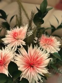 Close-up of pink flowering plants