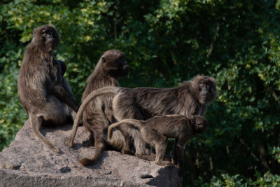 Monkey sitting on rock against trees
