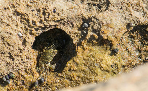 Close-up of lizard on rock