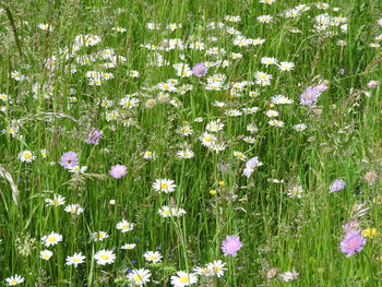 High angle view of purple flowering plants on field