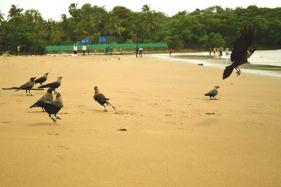 Birds flying over beach