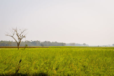 Scenic view of field against clear sky