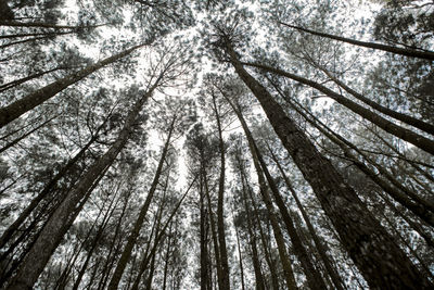 Low angle view of trees in forest