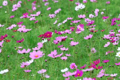 Close-up of pink flowering plants on field